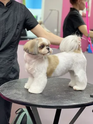 Ши-тцу | Shih tzu, Shih tzu dog, Dog pictures