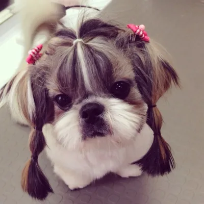 СТРИЖКА ШИ-ТЦУ 🐕 от 1790 ₽ | Салон Groom Москва