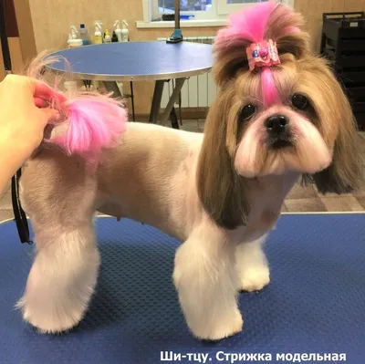 Ши-тцу