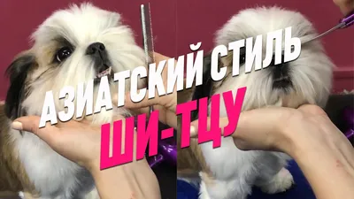 Стрижка ши-тцу в Киеве, прически для собак ши тцу, фото стрижки, груминг в  салоне