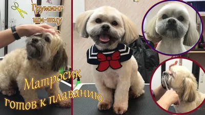 Ши-тцу (фото моих стрижек) » SherryLay Grooming. Стрижка собак (груминг) на  Борщаговке в Киеве. Тримминг шерсти. Святошинский район проспект Леся  Курбаса 17.
