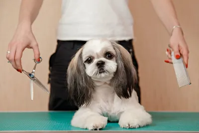 Стрижка ши-тцу - Groom Room DOG in VOGUE - зоосалон в Минске