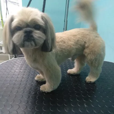 Стрижка ши тцу | Зоосалон и школа груминга All-Grooming. Груминг и обучение  стрижке собак