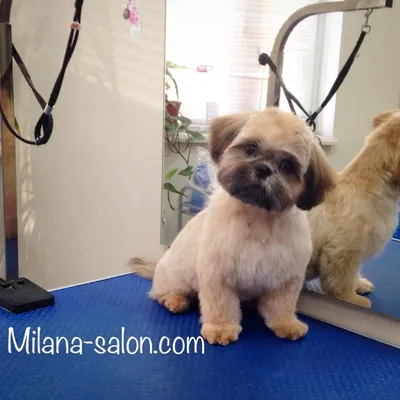 Ши-тцу — Салон красоты для животных GroomRoom