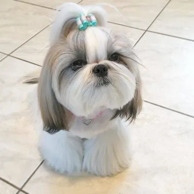 Полный груминг щенка Ши- Тцу( 3 месяца) | Beauty Dog