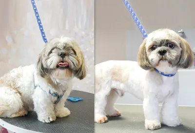 Наша постоянная клиентка Ши -тцу Нюша в летней стрижке «покороче»🐶  Короткие стрижки имеют множество преимуществ. Это гигиеничность и… |  Instagram