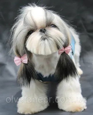 СТРИЖКА ШИ-ТЦУ 🐕 от 1790 ₽ | Салон Groom Москва