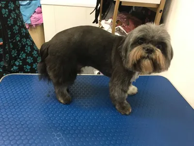 Полный груминг Ши-Тцу | Beauty Dog