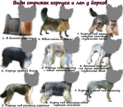 Красавчик Бивер йорк 🐶... - Стрижка Собак Грумер Ирина Ростов | Facebook