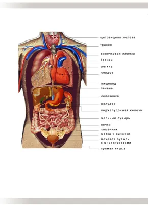 Строение человека картинки фотографии