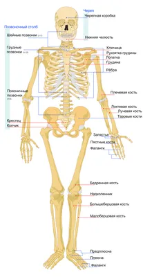 Набор для опытов «Строение тела», анатомия человека (2772939) - Купить по  цене от 495.00 руб. | Интернет магазин SIMA-LAND.RU