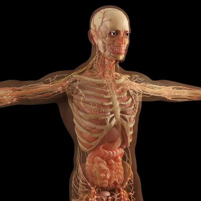 Скелет человека — Википедия