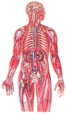 Строение внутренних органов человека | Уроки биологии, Углубленное изучение  биологии, Анатомия и физиология