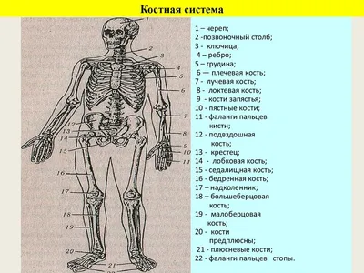 Анатомия Человека Диаграмма Женского Тела И Органов — стоковая векторная  графика и другие изображения на тему Внутренний орган человека - iStock