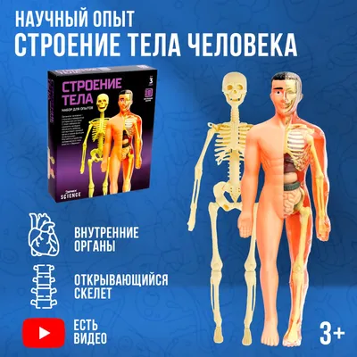 АНАТОМИЯ ЧЕЛОВЕКА | Энциклопедия Кругосвет