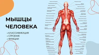 Читать статья №3: направления изучения анатомии человека от Логосферы на  medpublishing