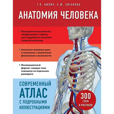 Анатомия человека фото - origins.org.ua