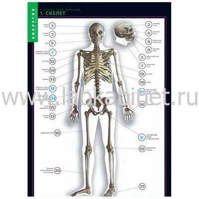 Научный опыт Эврики \"Строение тела человека\", с открывающимся корпусом,  скелет + внутренние органы, для детей - купить с доставкой по выгодным  ценам в интернет-магазине OZON (819619921)