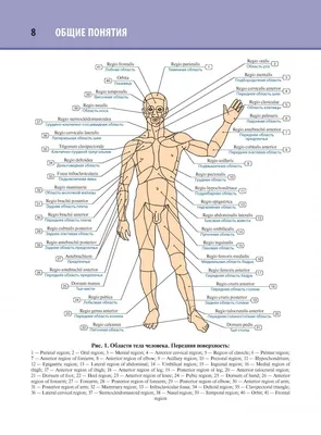 Мышцы человека: классификация, строение, функции — Мария Семочкина на  TenChat.ru