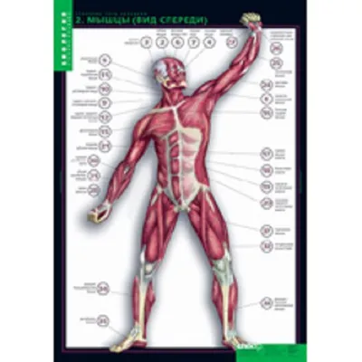 Тело человека - это совокупность различных органов, выполняющих различные  функции» — создано в Шедевруме