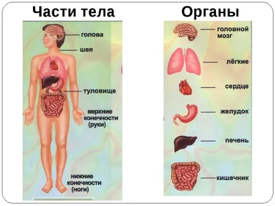 Билич Г. Л., Зигалова Е. Ю.: Анатомия человека. Современный атлас с  подробными иллюстрациями: купить книгу по выгодной цене в интернет-магазине  Marwin | Алматы