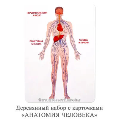 Стенд \"Строение почки человека\" (раздел «Детские центры, экспонаты и  аттракционы») | Купить учебное оборудование по доступным ценам в ПО  «Зарница»