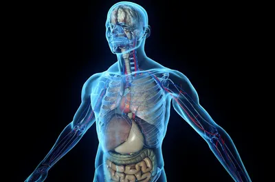 The Scientist (США): новые открытия в анатомии человека (The Scientist,  США) | 07.10.2022, ИноСМИ