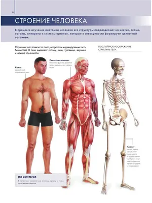 Анатомия Человека Инфографические Элементы — стоковая векторная графика и  другие изображения на тему Внутренний орган - Внутренний орган,  Человеческое тело, Анатомия - iStock