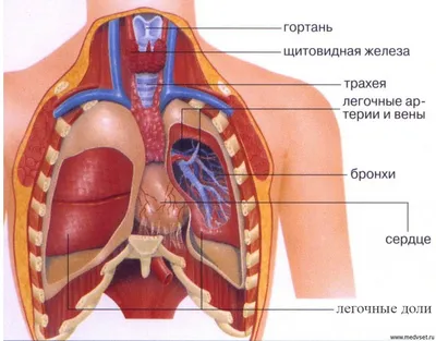 Книга Анатомический атлас: Основы строения и физиологии человека - купить  спорта, красоты и здоровья в интернет-магазинах, цены на Мегамаркет |  9789851849693