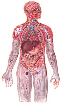 Анатомия органов брюшной полости | Remedium.ru