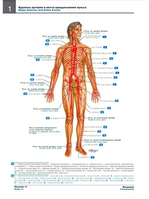 Картинки внутренние органы человека для детей - 15 фото