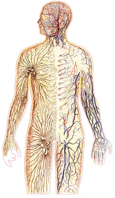 Набор для опытов «Строение тела», анатомия человека купить в Чите Биология  в интернет-магазине Чита.дети (2772939)