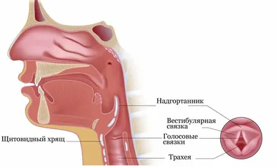 Строение гортани фото