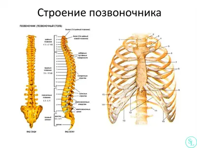 Строение позвоночника фото фотографии