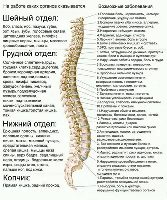 Позвоночник человека в картинках: строение, основные отделы | Медицина,  Медицинский, Холистическая медицина
