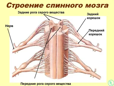 Позвоночник человека - анатомия, позвонки, изгибы и отделы