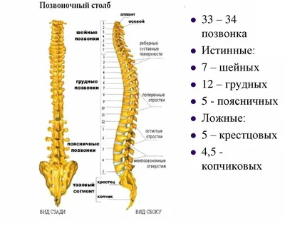 Межпозвоночный диск человека - анатомия, строения