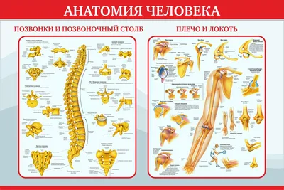Позвоночник человека - анатомия, позвонки, изгибы и отделы