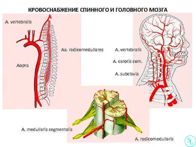 Позвоночник (анатомия и потология) (ID#105309174), цена: 18.50 руб., купить  на Deal.by