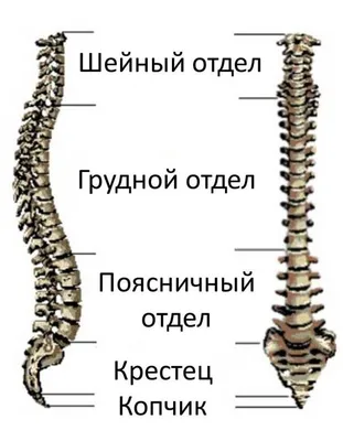 Заболевания позвоночника, диагностика, причины, симптомы, профилактика и  методы лечения.