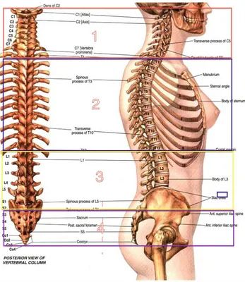 Поясничный отдел позвоночника MPT : нормальная анатомия | e-Anatomy