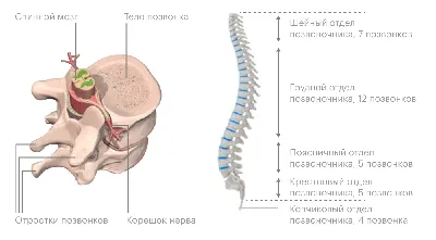 Позвоночник человека - анатомия, позвонки, изгибы и отделы