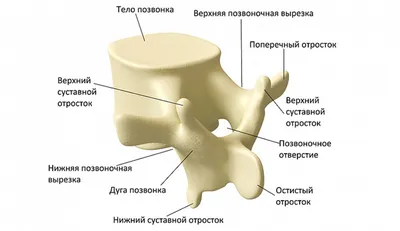 Лучевая анатомия позвоночника в норме