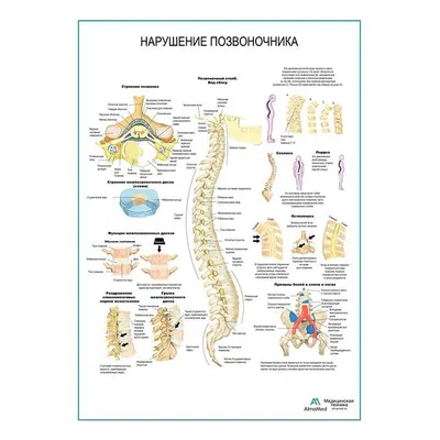 Строение позвоночника. Верхний шейный отдел.