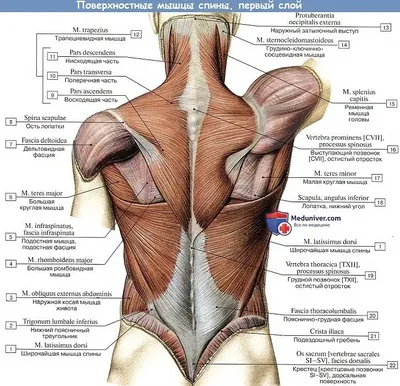Шейный отдел позвоночника : нормальная анатомия | e-Anatomy
