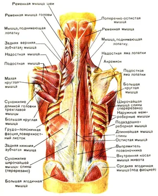 Заболевания позвоночника, диагностика, причины, симптомы, профилактика и  методы лечения.