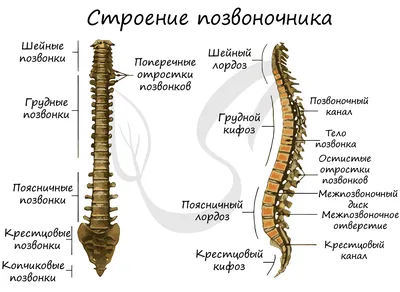 Скелет человека