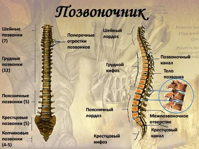 Анатомия. Поверхностные мышцы спины