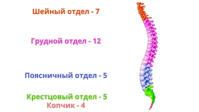 глубокие мышцы шеи разгибающие позвоночник - Поиск в Google | Анатомия и  физиология, Анатомия йоги, Анатомия