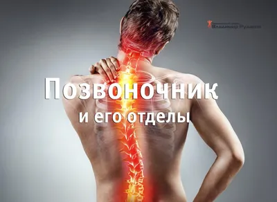 Анатомия спины: Шейный отдел позвоночника - Chirurgie du dos